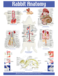 Rabbit Anatomy Poster