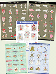 Anatomy Poster Total Pack
