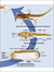 Xenopus Laevis Anatomy Poster