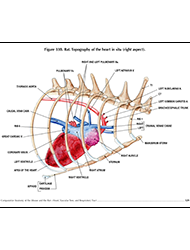 Comparative Anatomy of the Mouse and Rat