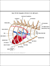 Comparative Anatomy of the Mouse and Rat