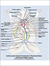 Xenopus Laevis Anatomy Poster